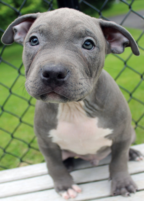 full blooded blue nose pitbull puppies for sale