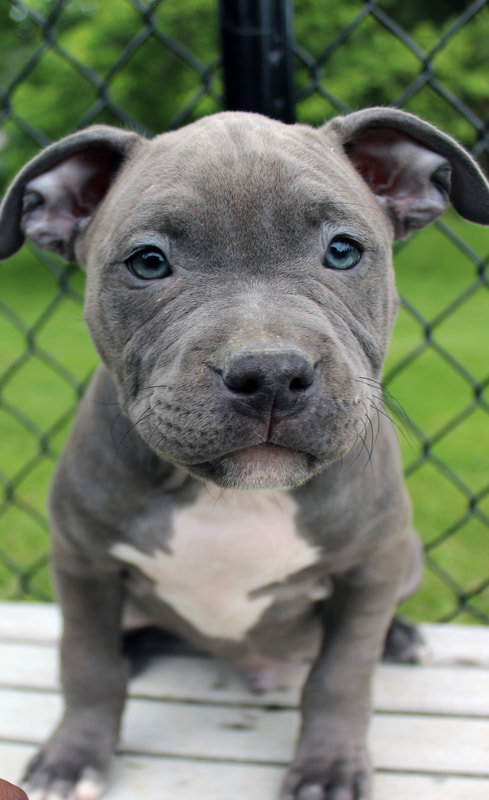 strong blue nose pitbull