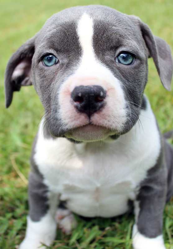 Blue Nose Pitbull Grey And White