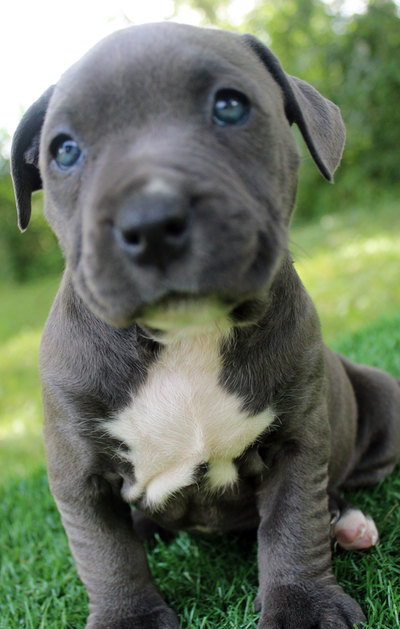 dark blue female puppy
