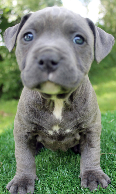 wide blue eye pitbull puppy