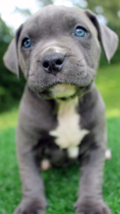 beautiful blue female pitbull puppy for sale