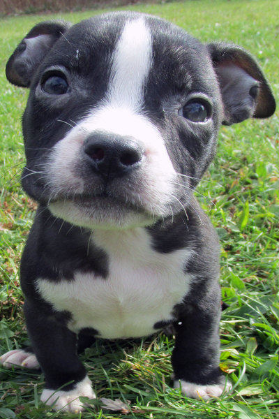 black and white pocket pitbull for sale