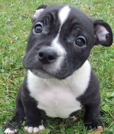 black and white bully pitbull puppy