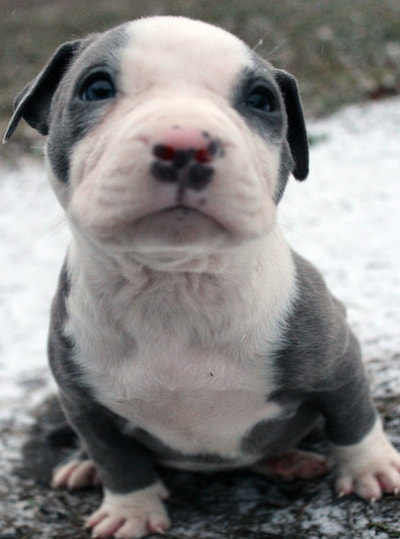 blue eye patches blue pitbull puppy
