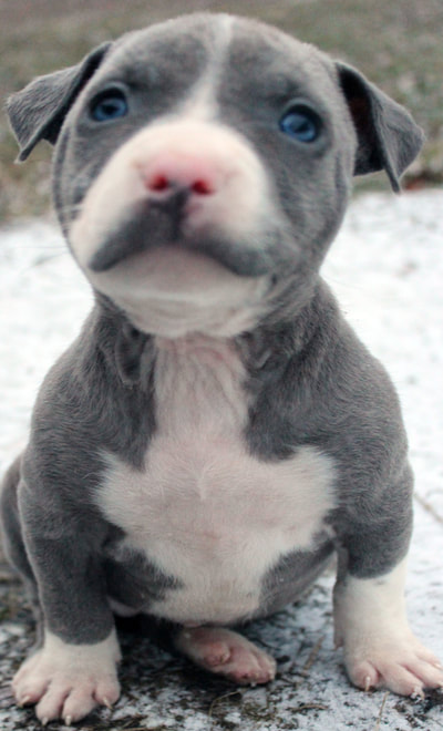 female blue and white pit bull puppy with mustache