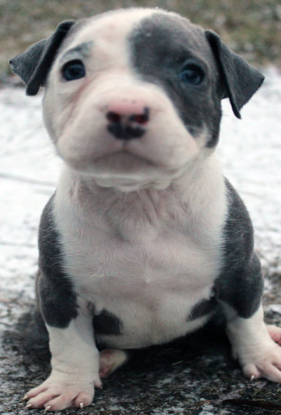 blue pitbull puppies with a blue eye patch