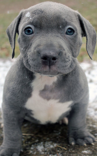 blue and white xxl female pit bull pup