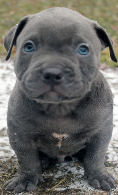 all solid blue male pit puppy