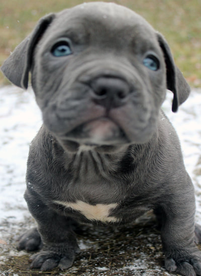 xxl male blue nose pitbull puppy for sale
