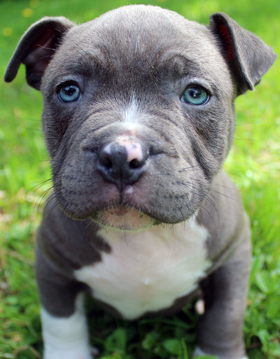 This is a male blue pitbull puppy