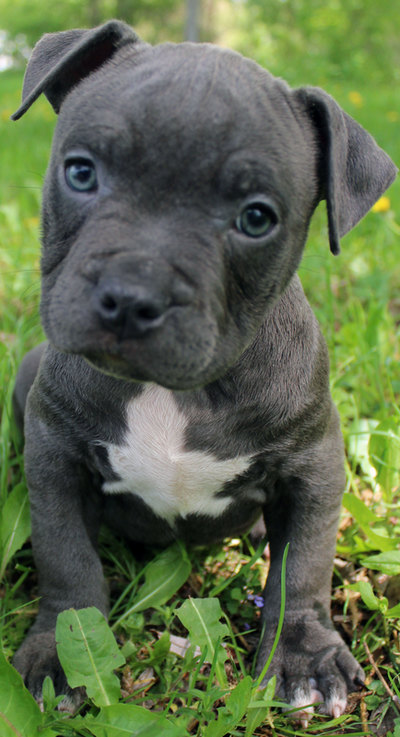 Female blue pitbull puppy