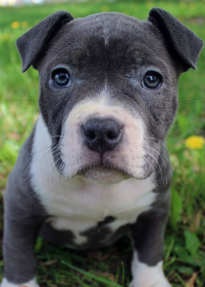 blue and white pitbull puppy
