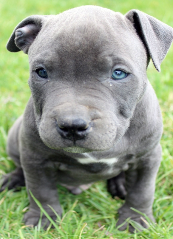 Blue Pitbull Puppies For Sale - Blue Nose Pitbull Breeders ...