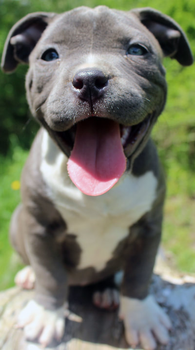wide mouth blue female pitbull puppy